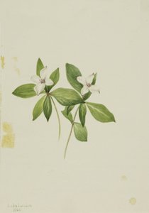 Kornoelje Cornus canadensis, 1902