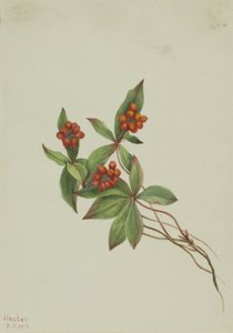 Bunchberry Cornus canadensis