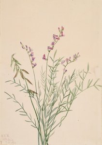Burgess Melkveder Astragalus bourgovii, 1922