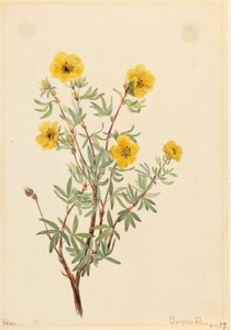 Struikganzerik Potentilla fruticosa, 1917