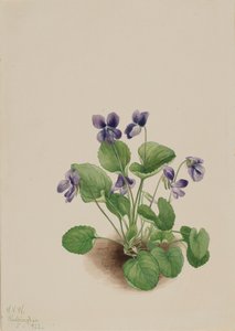 Vlinder viooltje Viola papilionacea, 1923 door Mary Vaux Walcott