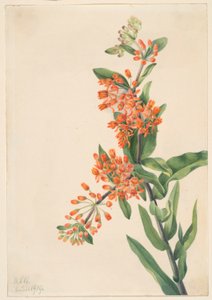 Vlinderkruid (Ascelpias tuberosa) door Mary Vaux Walcott