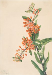 Sierlijk kruid Asclepias tuberosa, 1919 door Mary Vaux Walcott