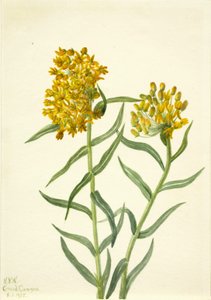 Butterfly Weed Asclepias tuberosa, 1935 door Mary Vaux Walcott