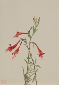 Californische fuschia (Zauschneria californica) door Mary Vaux Walcott