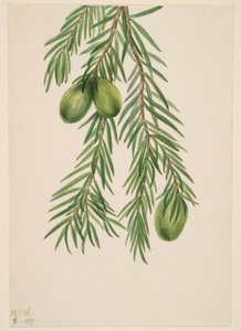 Californische nootmuskaat (Tumion californicum) door Mary Vaux Walcott