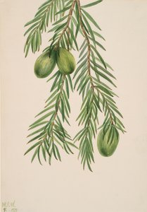 Californische Nootmuskaat Tumion californicum, 1929 door Mary Vaux Walcott