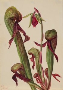 Californische bekerplant (Chrysamphora californica)