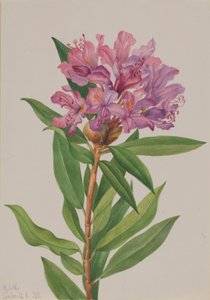 California Rose-Bay Rhododendron californicum, 1933
