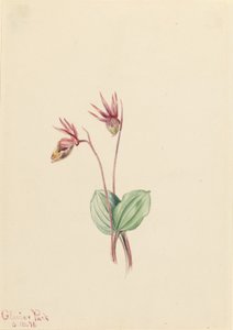 Calypso (Cytherea bulbosa) door Mary Vaux Walcott