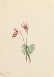 Calypso Cytherea bulbosa, 1916 door Mary Vaux Walcott