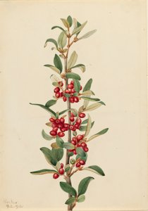 Canada Buffaloberry Lepargyrea canadensis
