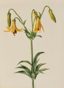 Canadese Lelie Lilium canadense, 1878 door Mary Vaux Walcott