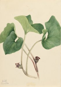 Wilde gember uit Canada (Asarum canadense) door Mary Vaux Walcott
