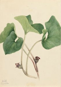 Canada wilde gember Asarum canadense, 1920 door Mary Vaux Walcott