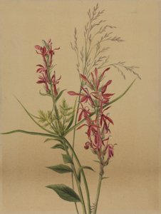 Kardinaalsbloem Lobelia cardinalis, 1878 door Mary Vaux Walcott