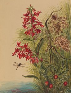 Kardinaalsbloem Lobelia cardinalis door Mary Vaux Walcott