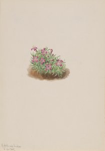 Tapijt Roze Silene acaulis, 1905
