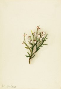 Cassiope Cassiope mertensiana, ca. 1900-1905 door Mary Vaux Walcott