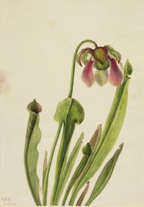 Catesby Bekerplant Sarracenia catesaei