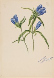 Gesloten gentiaan (Gentiana andrewskii) door Mary Vaux Walcott