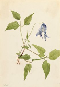 Columbia Clematis, ca. 1900-1925 door Mary Vaux Walcott