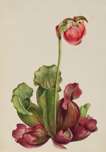 Gewone Bekerplant Sarracenia purpurea venosa, 1931 door Mary Vaux Walcott