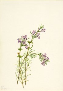 Conradina verticillata