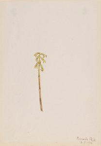 Corathorhiza corallorhiza