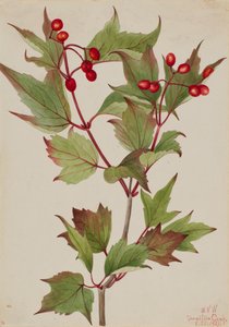 Cranberrystruik Viburnum pauciflorum, 1923