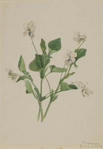 Crème Viooltje Viola striata, 1918 door Mary Vaux Walcott