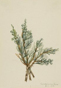 Kruipende jeneverbes Juniperus horizontalis