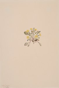 Crepis Elegans, 1904 door Mary Vaux Walcott