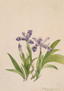 Kuifiris Iris cristata, 1918 door Mary Vaux Walcott