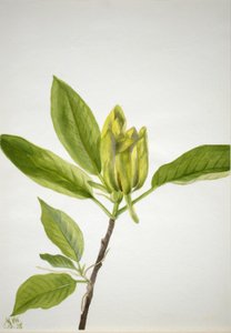 Komkommerboom (Magnolia scuminata)