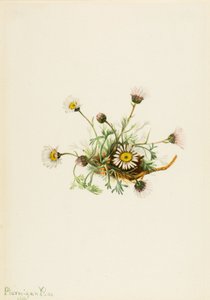 Knipbladvlo (Erigeron compositus)