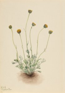 Gesneden bladvlooienkruid Erigeron compositus nudus door Mary Vaux Walcott