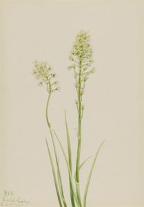 Dodemanskamas (Zygadenus venenosus)