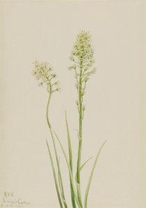 Doodskam Zygadenus venenosus, 1923