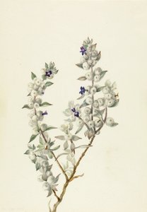 Dodentallei salie (Salvia funerea) door Mary Vaux Walcott