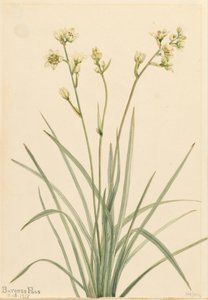 Deathcamas Zygadenus elegans, 1917