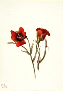 Woestijn mariposa (Calochortus kennedyi) door Mary Vaux Walcott