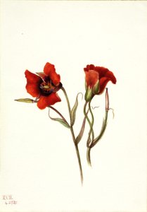 Woestijn Mariposa Calochortus kennedyi, 1935 door Mary Vaux Walcott
