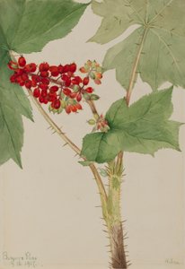 Duivelsclub Echinopanax horridum, 1917 door Mary Vaux Walcott