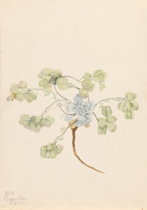 Dubbele blaasjesknop (Physaria didymocarpa) door Mary Vaux Walcott