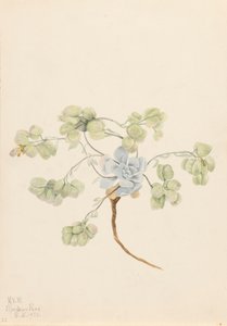 Dubbele Blaasjeskruid Physaria didymocarpa, 1920