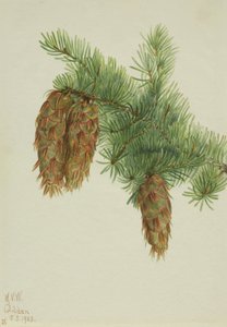 Douglas spar Pseudotsuga mucronata
