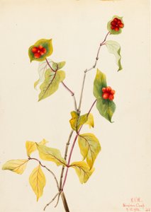 Douglas kamperfoelie (Lonicera glaucescens)