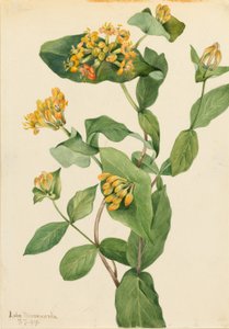 Douglas kamperfoelie (Lonicera glaucescens) door Mary Vaux Walcott