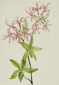 Downy Pinxter Bloom Azalea rosea
